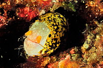 Starry moray (Echidna nebulosa) in its burrow / hole with Sea urchin spines on its nose and its mouth,  Baja California peninsula, Mexico. Sea of Cortez.