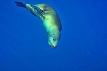 California sea lion (Zalophus californianus) swimming in open water,  Baja California peninsula, Mexico. Sea of Cortez.