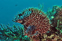 Crown of thorns starfish (Acanthaster planci) eating the polyps of soft corals,  Baja California peninsula, Mexico. Sea of Cortez.