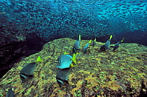 Yellowtail surgeonfish (Prionurus punctatus) grazing algae with a school of jack mackerels (Trachurus symmetricus) Baja California peninsula, Mexico. Sea of Cortez.