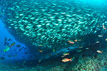 Bigeye scads (Selar crumenophthalmus) large shoal, Baja California peninsula, Mexico. Sea of Cortez.