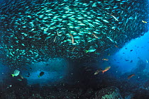 Bigeye scads (Selar crumenophthalmus) large shoal, Baja California peninsula, Mexico. Sea of Cortez.