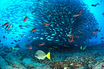 Diver near a very large school of Bigeye scads (Selar crumenophthalmus) Baja California peninsula, Mexico. Sea of Cortez. October 2010.