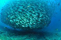 Very large school of Bigeye scads (Selar crumenophthalmus) Baja California peninsula, Mexico. Sea of Cortez.