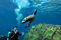 Diver with playful California sea lion (Zalophus californianus) Baja California peninsula, Mexico. Sea of Cortez. September 2010.