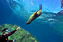 Diver with a playful California sea lion (Zalophus californianus) Baja California peninsula, Mexico. Sea of Cortez. September 2010.
