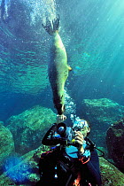 Photographer diver with a playful California sea lion (Zalophus californianus) Baja California peninsula, Mexico. Sea of Cortez. September 2010.
