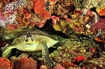 Green turtle (Chelonia mydas), Manado, Indonesia. Sulawesi Sea.