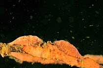 Two Paron shrimps (Gelastocaris paronae) on a sponge, Manado, Indonesia. Sulawesi Sea.