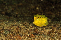 Juvenile Yellow boxfish (Ostracion cubicus), Manado, Indonesia. Sulawesi Sea.