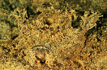 Spiny devilfish (Inimicus didactylus) camouflaged on sand, Manado, Indonesia. Sulawesi Sea.