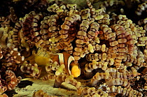 Clark's anemonefish (Amphiprion clarkii) in Beaded sea anemone (Heteractis aurora), Manado, Indonesia. Sulawesi Sea.