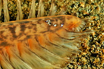 Commensal shrimp (Periclimenes magnificus) on Sea pen (Pteroeides), Manado, Indonesia. Sulawesi Sea.