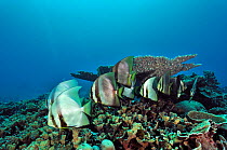 Small school of Shaded batfish (Platax pinnatus) on a coral reef, Manado, Indonesia. Sulawesi Sea.