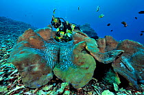 Diver behind Giant clams (Tridacna gigas) Manado, Indonesia. Sulawesi Sea. May 2010.