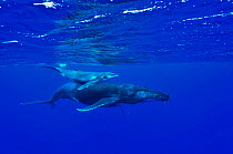 Female Humpback whale (Megaptera novaeangliae) with its very young calf at the surface, Rurutu island, Australs Archipelago, French Polynesia. Pacific Ocean.