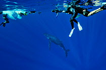 Divers at the surface watching Humpback whale (Megaptera novaeangliae) in the water, Rurutu island, Australs Archipelago, French Polynesia. Pacific Ocean. August 2010.