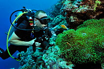 Underwater photographer taking pictures of Magnificent sea anemone (Heteractis magnifica) and Pink anemonefish (Amphiprion perideraion) Palau. Philippine Sea. April 2010.