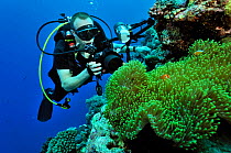 Underwater photographer taking pictures of Magnificent sea anemone (Heteractis magnifica) and Pink anemonefish (Amphiprion perideraion) Palau. Philippine Sea. April 2010.