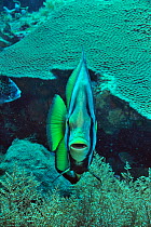 Shaded / Long-finned batfish (Platax pinnatus) Palau. Philippine Sea.