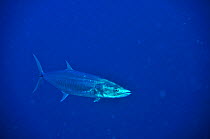 Barred spanish mackerel (Scomberomorus commerson) in open water,  Palau. Philippine Sea.