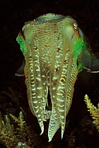 Broadclub cuttlefish (Sepia latimanus) at night,  Palau. Philippine Sea.
