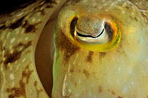 Eye of a Broadclub cuttlefish (Sepia latimanus) at night,  Palau. Philippine Sea.