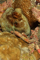 Common reef octopus (Octopus cyanea) resting at night, Palau. Philippine Sea.