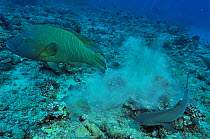Napoleonfish / Maori wrasse (Cheilinus undulatus) and Whitetip reef shark (Triaenodon obesus) on bottom of the reef,  Palau. Philippine Sea.