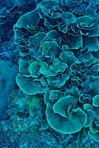 Hard corals (Montipora) Palau. Philippine Sea.
