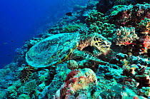 Hawksbill turtle (Eretmochelys imbricata) feeding on reef,  Palau. Philippine Sea.