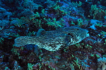 Blue streak cleaner wrasse (Labroides dimidiatus) cleaning Mappa pufferfish (Arothron mappa)  Palau. Philippine Sea.
