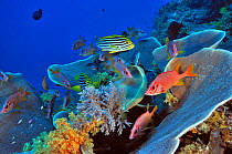 Hard corals (Turbinaria reniformis) and Soft corals (Scleronephthya ) with Giant squirrelfish (Sargocentron spiniferum) and Oriental sweetlips (Plectorhinchus vittatus) Palau. Philippine Sea.