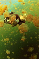 Woman swimming in a marine lake among thousands of Golden jellyfish (Mastigias papua etpisoni), subspecies of the spotted jellyfish living in the nearby lagoons.  Eil Malk island, Koror, Palau. Philip...