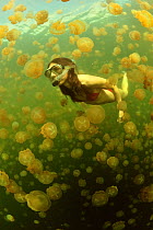 Woman swimming in a marine lake among thousands of Golden jellyfish (Mastigias papua etpisoni), subspecies of the spotted jellyfish living in the nearby lagoons.  Eil Malk island, Koror, Palau. Philip...