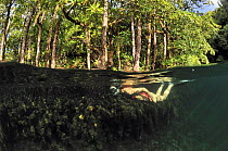 Woman swimming at the surface of a Jellyfish lake, a marine lake. Split level showing mangroves. Eil Malk island, Koror, Palau. Philippine Sea.