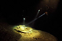 Divers in 'Turtle Cove' pointing torches at corpse of skeleton of turtle which got lost and couldn't get out of the cave, Koror, Palau. Philippine Sea. April 2010.