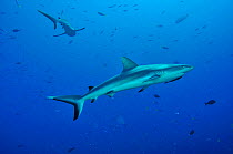 Grey reef sharks (Carcharhinus amblyrhinchos) in open water. The shark on foreground has a Striped remora (Echeneis naucrates) under its head,  Palau. Philippine Sea.