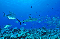 Grey reef shark (Carcharhinus amblyrhinchos) surrounded by Bigeye trevally / jacks (Caranx sexfasciatus) Palau. Philippine Sea.