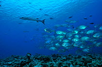 School of Blue trevally / jacks (Carangoides ferdau) following a Blackfin barracuda (Sphyraena qenie) Palau. Philippine Sea.