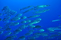 School of Blue trevally / jacks (Carangoides ferdau) mixed with Bigeye barracudas (Sphyraena forsteri) Palau. Philippine Sea.