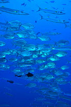 School of Blue trevally / jacks (Carangoides ferdau) mixed with bigeye barracudas (Sphyraena forsteri) Palau. Philippine Sea.