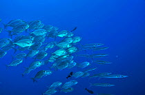 School of Blue trevally / jacks (Carangoides ferdau) mixed with bigeye barracudas (Sphyraena forsteri) Palau. Philippine Sea.