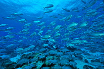 School of Bigeye trevally / jacks (Caranx sexfasciatus) Palau. Philippine Sea.