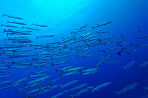 School of Blackfin barracudas (Sphyraena qenie)  Sudan. Red Sea.