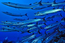 School of Blackfin barracudas (Sphyraena qenie)  Sudan. Red Sea.