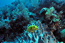 Blackspotted pufferfish (Arothron nigropunctatus) on a Leather coral,  Mayotte. Indian Ocean.