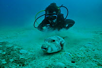 Diver with Giant pufferfish (Arothron stellatus) Mayotte. Indian Ocean. February 2010.