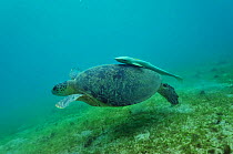 Green turtle (Chelonia mydas) on sea floor with Remora (Echeneis naucrates) on its shell / carapace, Mayotte. Indian Ocean.