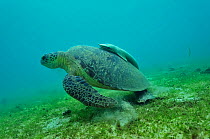 Green turtle (Chelonia mydas) on sea floor with Remora (Echeneis naucrates) on its shell / carapace, Mayotte. Indian Ocean.